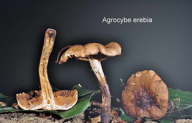 Cyclocybe erebia-amf184.jpg - Cyclocybe erebia ; Syn1: Agrocybe erebia ; Syn2: Pholiota erebia ; Nom français: Agrocybe brunâtre